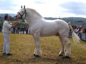 Булонская лошадь фото